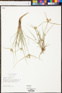 Cyperus flavescens image