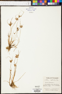 Cyperus flavescens image