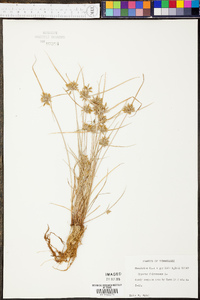 Cyperus flavescens image