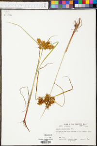 Cyperus erythrorhizos image