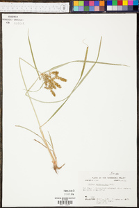 Cyperus erythrorhizos image