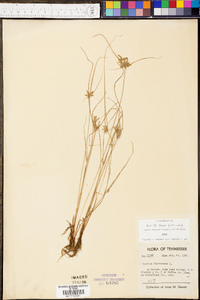 Cyperus flavescens image