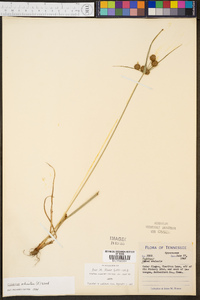 Cyperus echinatus image