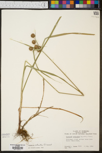 Cyperus echinatus image