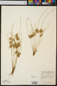 Cyperus acuminatus image