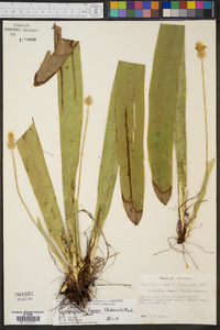 Carex fraseriana image