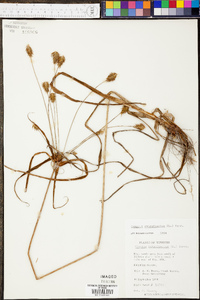 Cyperus retrofractus image