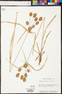 Cyperus retrofractus image