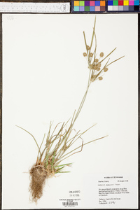 Cyperus retrofractus image