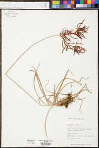 Cyperus rotundus image