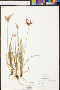 Cyperus rotundus image