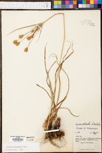 Cyperus plukenetii image