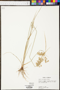 Cyperus surinamensis image