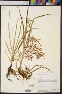 Cyperus rotundus image