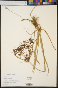 Cyperus rotundus image