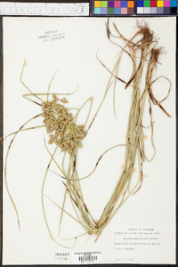 Cyperus pseudovegetus image