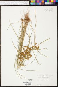 Cyperus pseudovegetus image