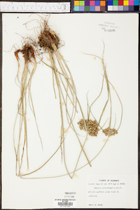 Cyperus pseudovegetus image