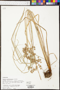 Cyperus pseudovegetus image