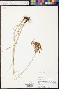 Cyperus pseudovegetus image