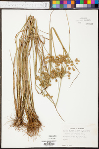 Cyperus pseudovegetus image