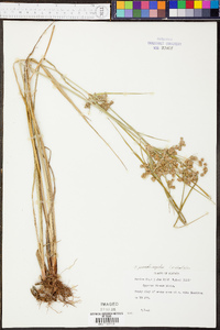 Cyperus pseudovegetus image