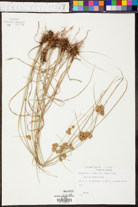 Cyperus pseudovegetus image