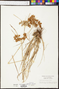 Cyperus pseudovegetus image