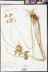 Cyperus pseudovegetus image