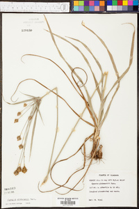 Cyperus plukenetii image