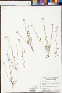 Phacelia dubia image