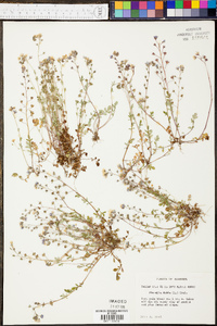 Phacelia dubia image