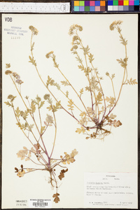 Phacelia purshii image