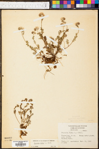 Phacelia dubia image