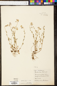 Phacelia dubia image