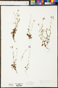 Phacelia dubia image