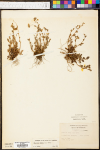 Phacelia dubia image