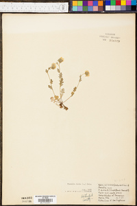 Phacelia dubia image