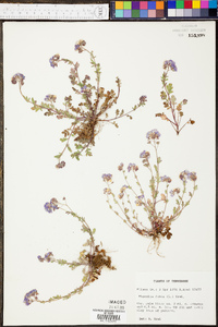 Phacelia dubia image