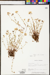 Phacelia dubia image