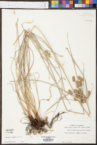 Cyperus ovatus image