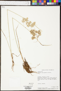 Cyperus surinamensis image