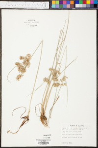 Cyperus surinamensis image