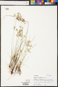 Cyperus surinamensis image