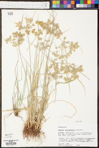 Cyperus surinamensis image