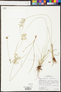 Cyperus surinamensis image