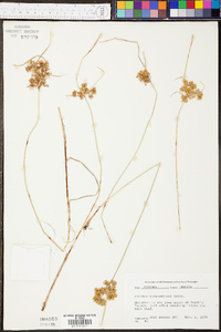 Cyperus surinamensis image