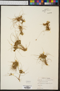 Cyperus cuspidatus image