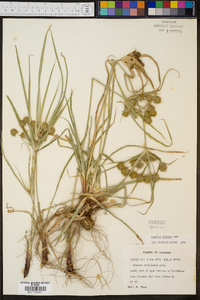 Cyperus croceus image