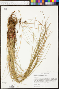 Eleocharis melanocarpa image